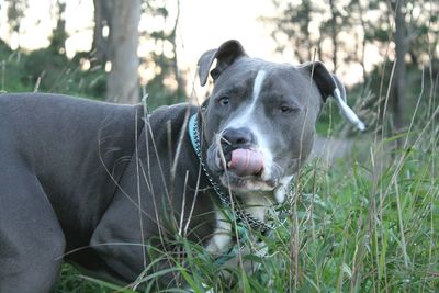 Close-up portrait of dog sticking out tongue on grass