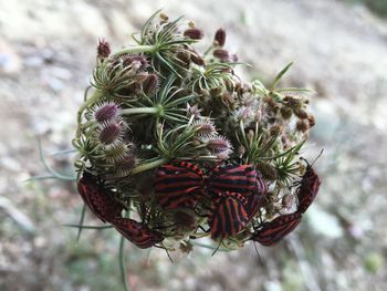 Close-up of succulent plant