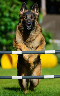 German shepherd jumping hurdle on grass