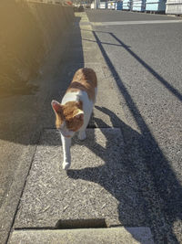 High angle view of a dog