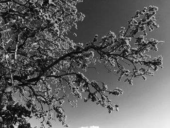 Low angle view of tree against sky