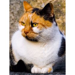 Close-up portrait of a cat