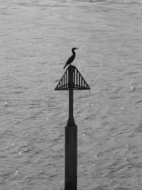 Bird perching on sea shore