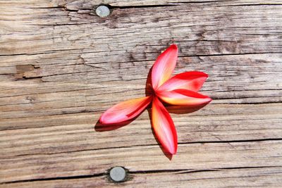 High angle view of red flower on table