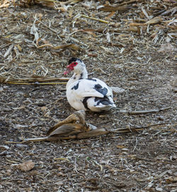 Bird in nest