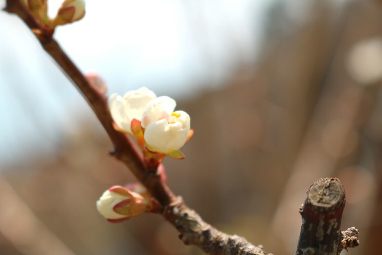 CLOSE-UP OF CHERRY BLOSSOM ON PLANT