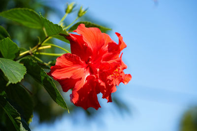 Close-up of red hibiscus flower