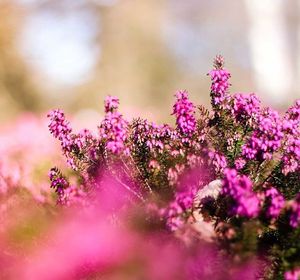 Close-up of pink flowering plant