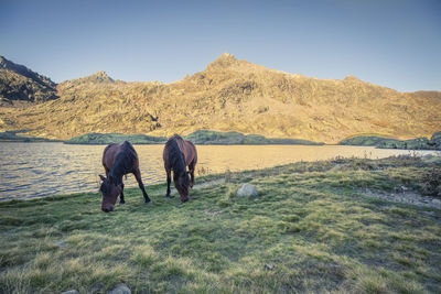 Rear view of horse on field against sky