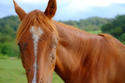 Close-up of houseflies on horse