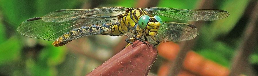Close-up of dragonfly on plant