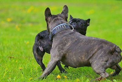 Dog looking away on grassy field