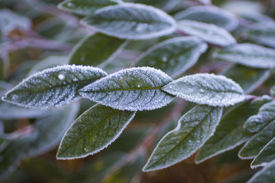 Close-up of snow on plant