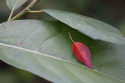 Close-up of insect on leaf