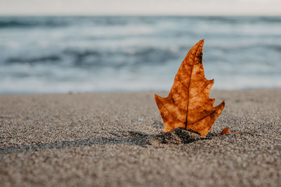 Close-up of maple leaf on beach