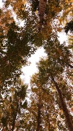 Low angle view of trees in forest