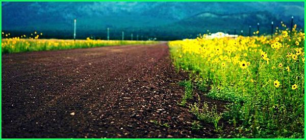 Surface level of road in field