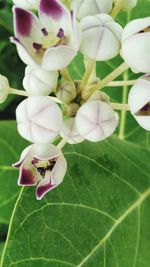 Close-up of insect on flower