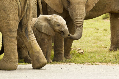 Close-up of baby elephant