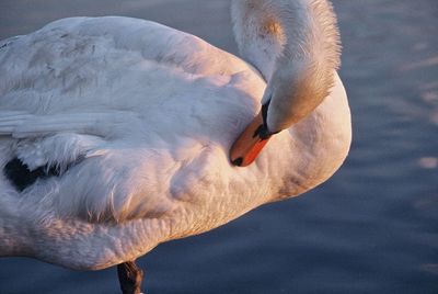 Close-up of swan in lake