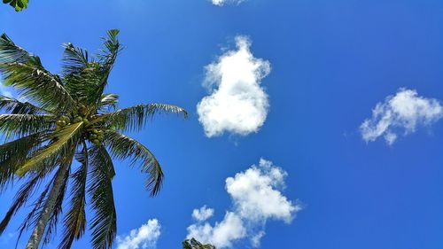 Low angle view of trees against blue sky