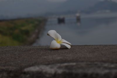 Close-up of white flowering plant