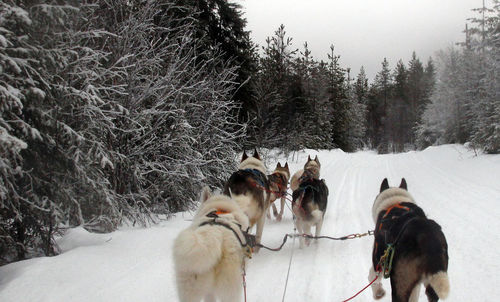 Dogs on snow covered trees