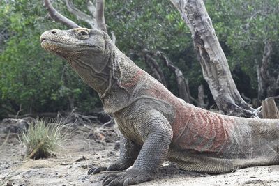 Close-up of a komodo in indonesia