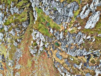 Close-up of lichen on rock