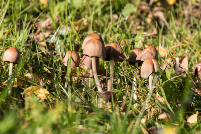 Close-up of mushroom growing on field