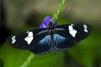 Close-up of butterfly on purple flower