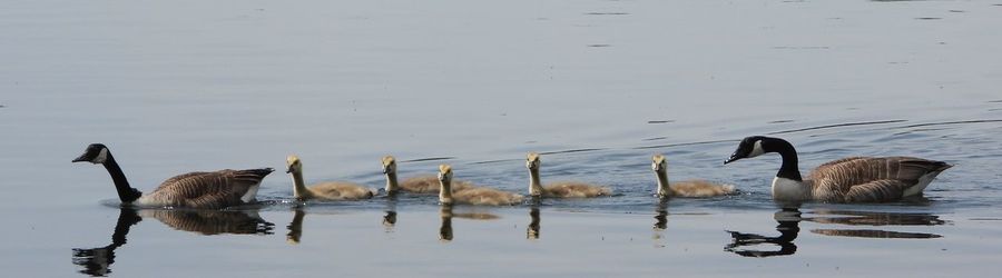 Duck swimming in lake