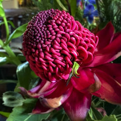 Close-up of red flowers
