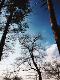 Low angle view of bare trees against sky