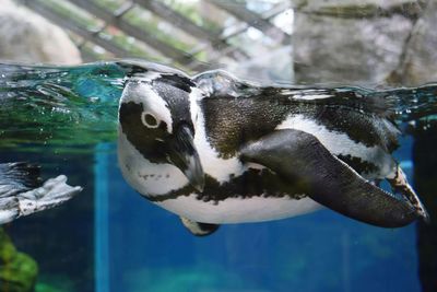 Close-up of turtle swimming in aquarium