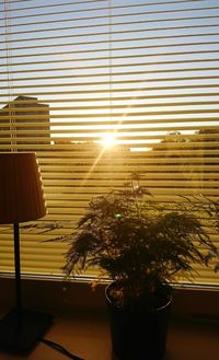 Close-up of potted plant by window at home