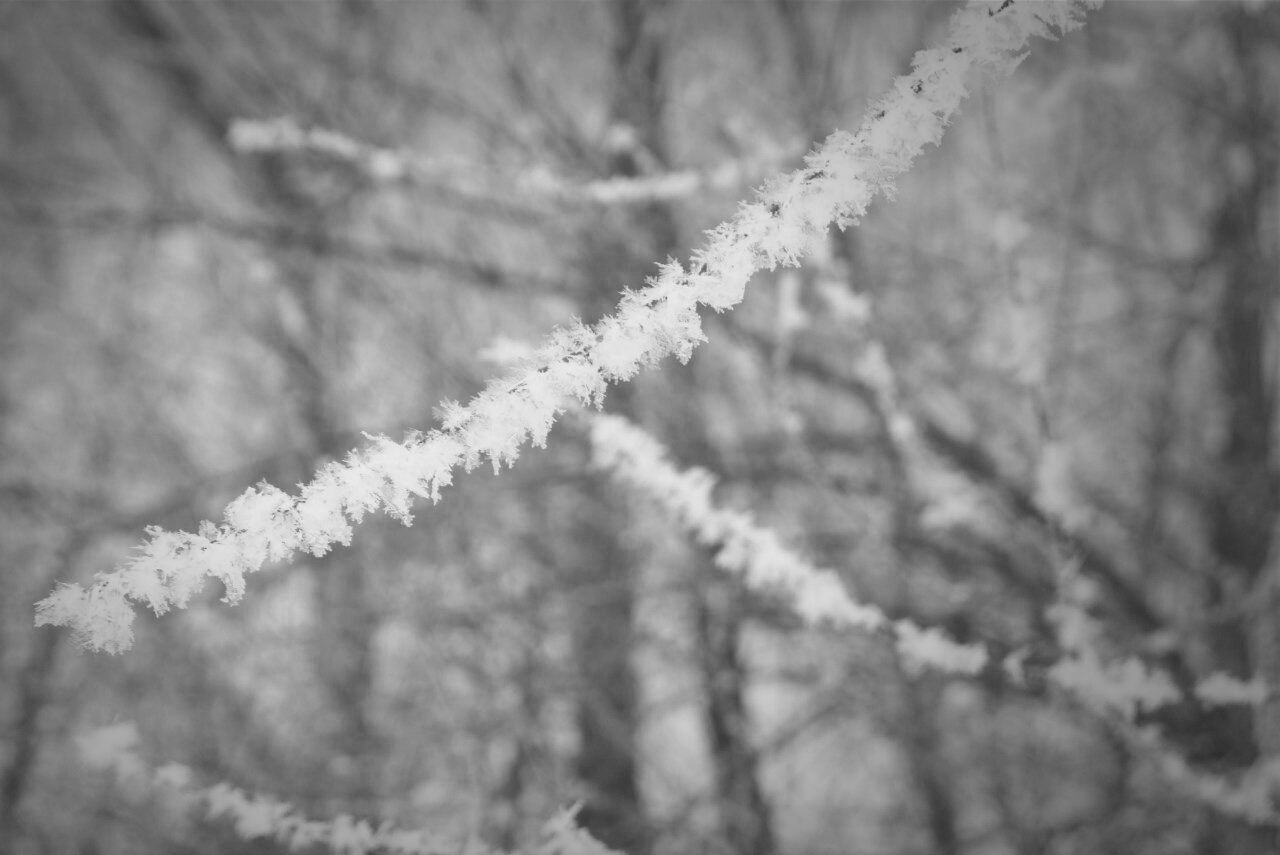 winter, day, nature, no people, vapor trail, close-up, cold temperature, outdoors, branch, beauty in nature, tree, sky