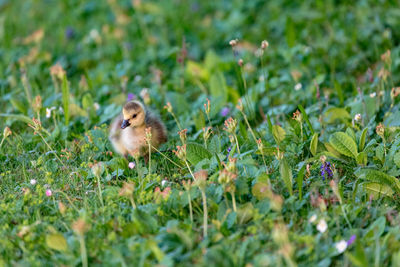 Close-up of a bird on field