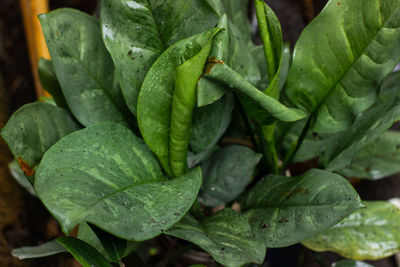 Full frame shot of fresh green leaves