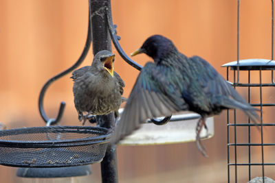 Close-up of birds perching on metal against wall