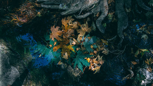 High angle view of autumn leaves in forest