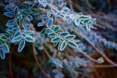 Close-up of frozen plant during winter