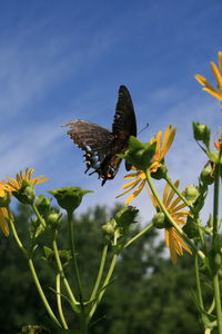 Close-up of butterfly perching on plant