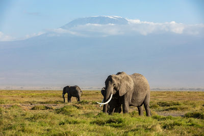 Elephants on field