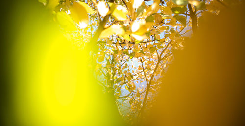 Close-up of yellow flowering plant