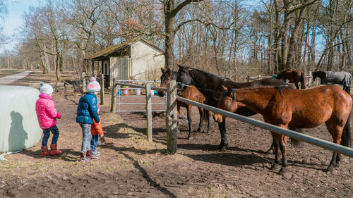 Children wearing warm clothing looking at horses at farm