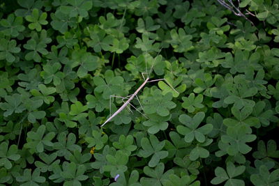 Close-up of insect on plant