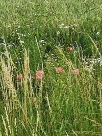 High angle view of flowering plants on field