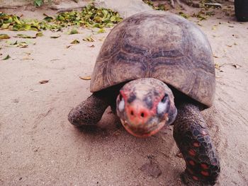 High angle view of tortoise in grass