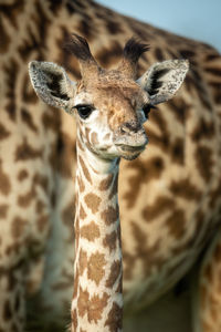 Close-up of young masai giraffe beside mother